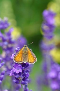 Large skipper (Ochlodes venatus), collecting nectar from a flower of Common lavender (Lavandula