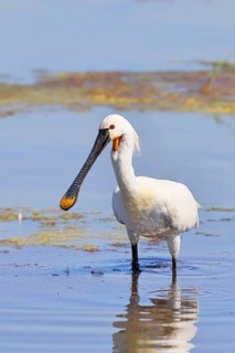 Spoonbill (Platalea leucorodia), adult bird striding through shallow water, adult bird in