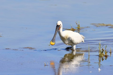 Spoonbill (Platalea leucorodia), adult bird striding through shallow water, adult bird in
