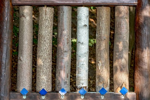 Sections of different tree trunks for comparison, lime (Tilia), oak (Quercus), red oak (Quercus