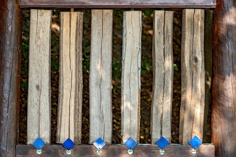 Sections of different tree trunks for comparison, lime (Tilia), oak (Quercus), red oak (Quercus