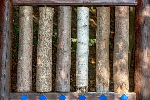 Sections of different tree trunks for comparison, lime (Tilia), oak (Quercus), red oak (Quercus