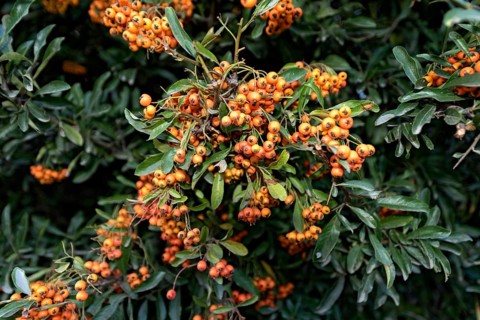 European firethorn (Pyracantha coccinea), Mediterranean firethorn with fruits, berries, forest