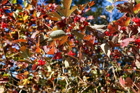 Red berries, autumn leaves, Guelder rose (Viburnum opulus), Maine, New England, USA