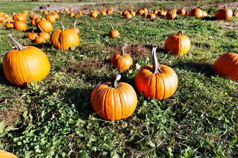 Pumpkins in a field, harvesting, sustainable farm in Freeport, Wolfe's Neck Center, Maine, New