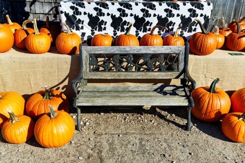 Pumpkins next to a wooden bench, decoration, harvest harvest, agricultural produce, sustainable