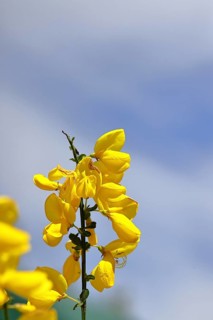 Flower of broom, common broom (Cytisus scoparius), yellow flowers in front of a blue sky,