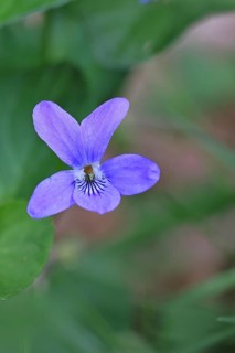 Wood violet (Viola reichenbachiana) between leaves on the forest floor, spring bloomer, spring,