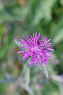 Meadow knapweed or common knapweed (Centaurea jacea), flower, Wilnsdorf, North Rhine-Westphalia,