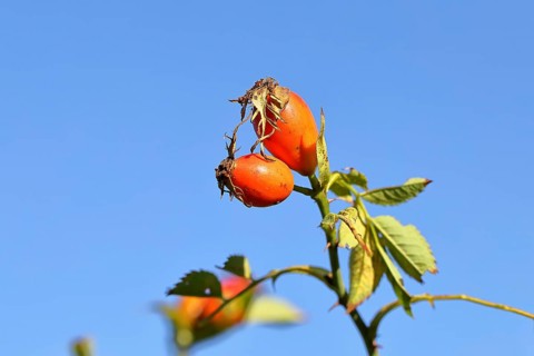 Ripe rosehip fruit of the dog rose (Rosa canina) on a branch, in front of a blue sky, Wilnsdorf,