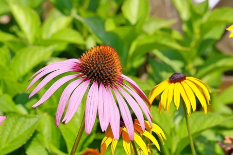 Flower of a purple coneflower (Echinacea purpurea), in a garden, Wilnsdorf, North Rhine-Westphalia,