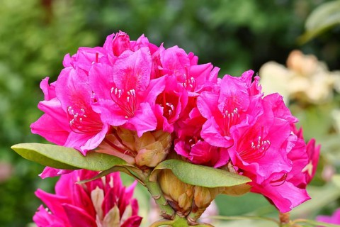 Rhododendron flowers (Rhododendron Homer), red flowers, in a garden, Wilnsdorf, North