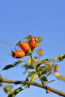 Ripe rosehip fruit of the dog rose (Rosa canina) on a branch, in front of a blue sky, Wilnsdorf,