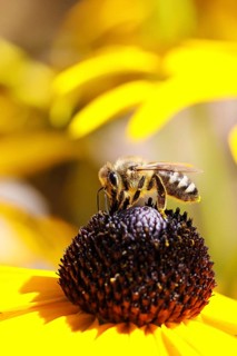 European honey bee (Apis mellifera), collecting nectar from a flower of the yellow coneflower