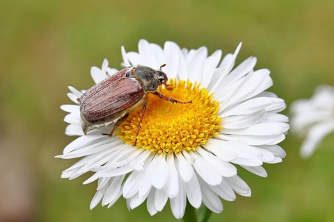 Cockchafer, field cockchafer (Melolontha melolontha), female on a flower of a daisy (Leucanthemum