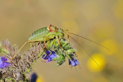 Steppe saddle grasshopper, steppe saddle grasshopper (Ephippiger ephippiger), male, on Viper's