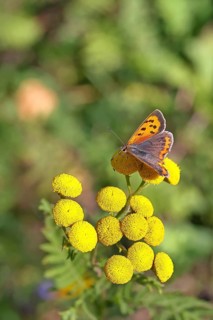 Small copper (Lycaena phlaeas) on a flower of the tansy or worm fern (Tanecetum vulgare),