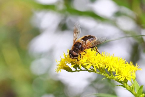 Dung bee (Eristalis tenax), collecting nectar from a yellow goldenrod (Solidago) flower, North