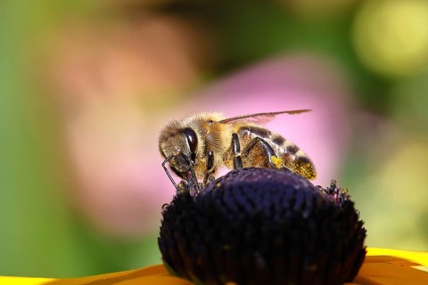 European honey bee (Apis mellifera), collecting nectar from a flower of the yellow coneflower