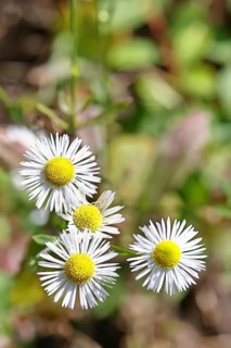 Annual ragweed (Erigeron annuus), by the wayside in a field, Wilnsdorf, North Rhine-Westphalia,