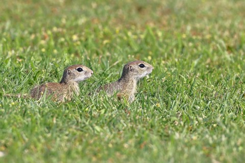 European ground squirrel (Spermophilus citellus) two animals in a meadow, Burgenland Austria