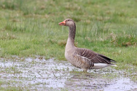 Grey goose (Anser anser) on a moor, Dümmer, Lake Dümmer, Ochsenmoor, Hüde, Lower Saxony, Germany