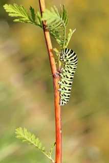 Swallowtail caterpillar (Papilio machaon), caterpillar sitting on Wild carrot (Daucus carota),