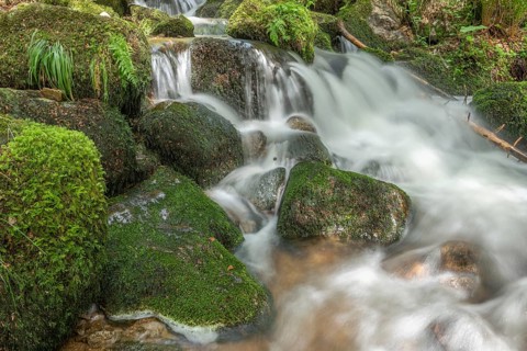 Water in a stream flows across moss-covered rocks. The scene is set in the forest in spring, with