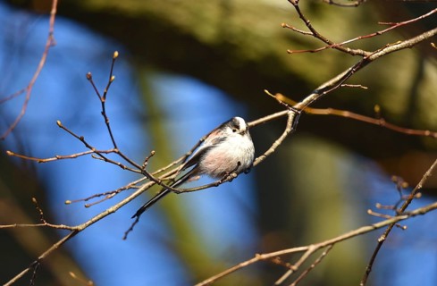 Long-tailed Tit, (Aegithalos caudatus) in winter in a lime tree, Schleswig-Holstein, Germany