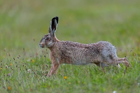 Anyone observing the behaviour of brown hares (Lepus europaeus) will notice recurring patterns of