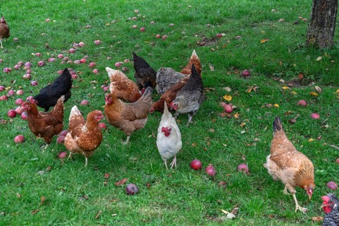 Chickens (Gallus gallus domesticus) in a meadow with fallen apples (Malus), Morschreuth, Upper
