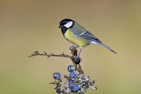Great tit (Parus major), sitting on a branch in a blackthorn bush, (Prunus spinosa), sloes, with