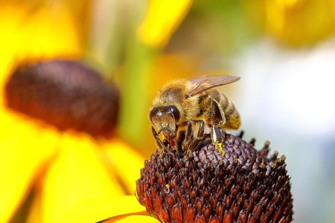 European honey bee (Apis mellifera), collecting nectar from a flower of the yellow coneflower
