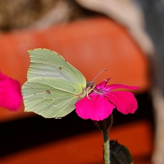 Lemon butterfly (Gonepteryx rhamny) on crown campion (Lychnis coronaria), in a nature garden,