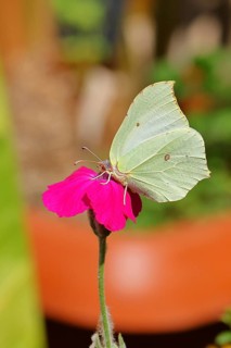 Lemon butterfly (Gonepteryx rhamny) on crown campion (Lychnis coronaria), in a nature garden,