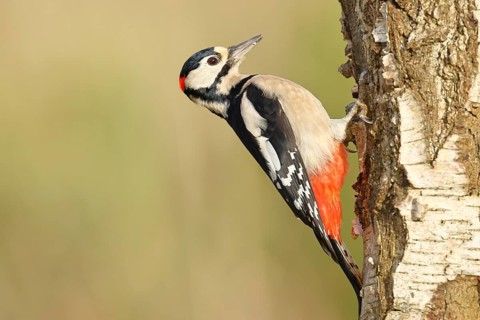 Great spotted woodpecker (Dendrocopus major), male, foraging on the trunk of a common birch (Betula