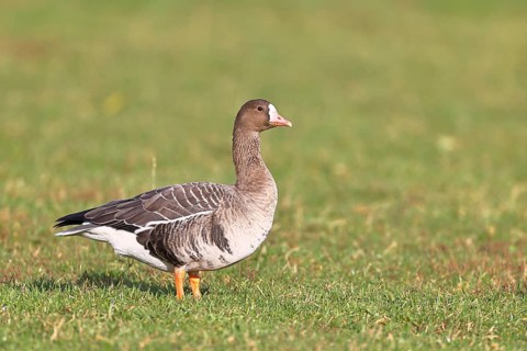 White-fronted goose (Anser albifrons), standing in a meadow in the wintering area, wildlife,