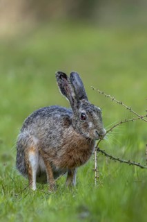 An obviously interesting scent on a larch branch lying on the ground makes the brown hare (Lepus