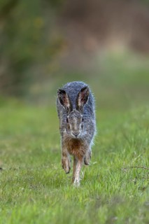 In the evening, the brown hare (Lepus europaeus) leaves its nest in the forest and hops to the