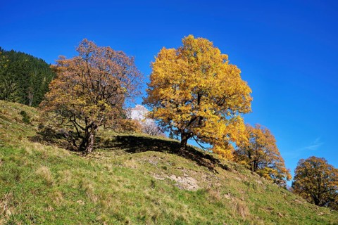 Old sycamore maple (Acer pseudo plantanus), in autumnal discolouration, Canton Glarus, Switzerland