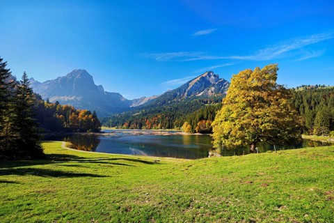 Autumn-coloured sycamore maple (Acer pseudo plantanus), at Obersee, Näfels, Canton Glarus,