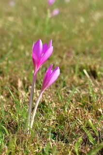 Autumn crocus (Colchicum autumnale), half-opened flowers in a meadow, endangered, protected