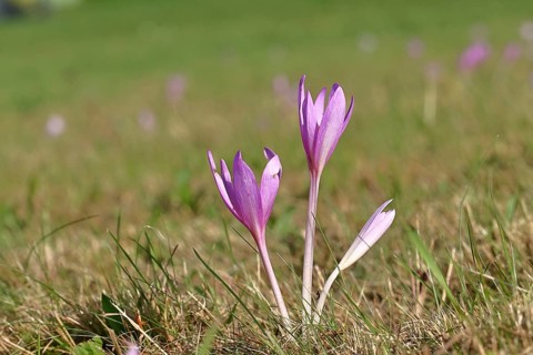 Autumn crocus (Colchicum autumnale), half-opened flowers in a meadow, endangered, protected
