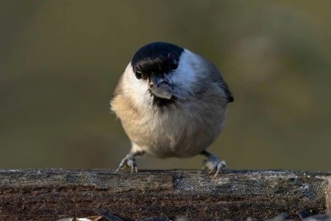 Marsh tit (Poecile palustris) adult bird eating a sunflower seed on a garden bird table in winter,