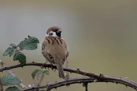 Tree sparrow (Passer montanus) adult bird on a bramble plant branch, England, United Kingdom