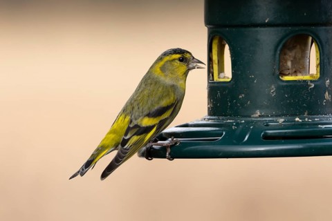 Siskin (Spinus spinus) adult bird feeding on a garden bird seed feeder, England, United Kingdom