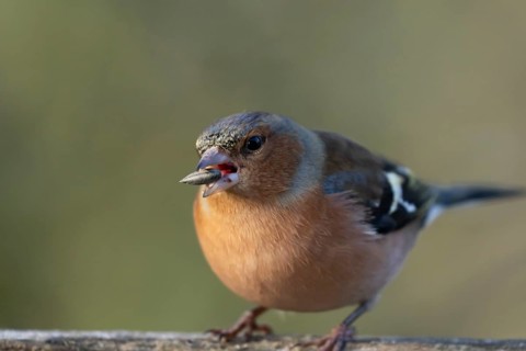 Eurasian chaffinch (Fringilla coelebs) adult male garden bird feeding on a seed in winter, England,