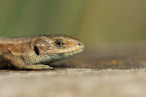 Common lizard (Zootoca vivipara) adult reptile resting on a wooden sleeper in summer, England,