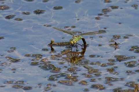 Emperor dragonfly (Anax imperator) adult female insect egg laying or ovipositing on the water