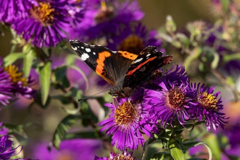 Red admiral butterfly (Vanessa atalanta) adult insect feeding on a garden purple Aster flower in